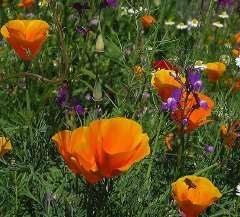 wildflowers.jpg