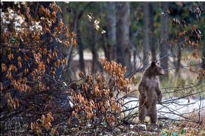 Photo: Yosemite Cub by Ed Hughes Photo: Yosemite Cub by Ed Hughes