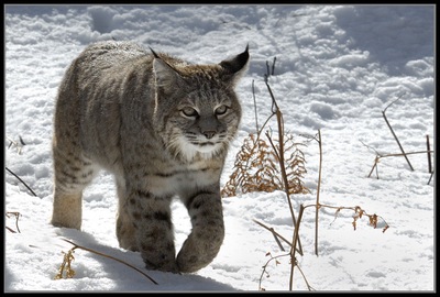 Photo: A bobcat stalks a deer. Photo by Chuck Cagara at MagicalLightPhotography.com