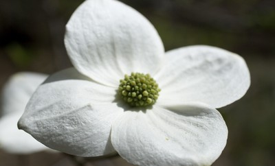 Photo: Dogwoods in Yosemite. Photo by Loyd Schutte