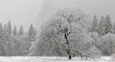 A screen cap of a snowy tree in Yosemite. Taken from the Yosemite Nature Notes video Snow by Steven Bumgardner.