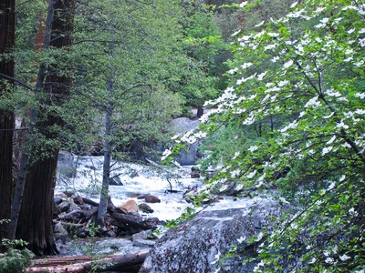 Photo of the Day: Dogwood on the trail to Mirror Lake by Dave Yuhas Photo of the Day: Dogwood on the trail to Mirror Lake by Dave Yuhas
